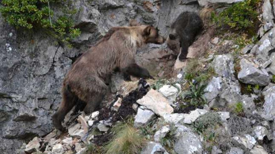 «Molinera», a la derecha, junto a su madre en el valle de Leitariegos, de donde fue rescatada la semana pasada.