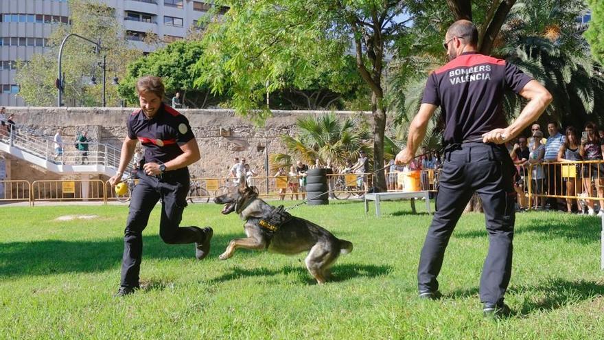 La entrada en vigor de la Ley de Bienestar Animal aviva el temor de las protectoras de más abandonos