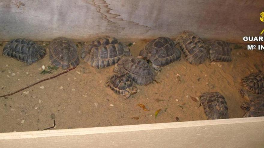 Imagen del terrario con las tortugas