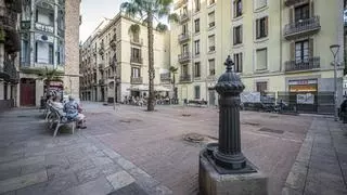 Barcelona tala 540 palmeras y cortará todas las datileras que superen los 10 metros "con defectos o no"