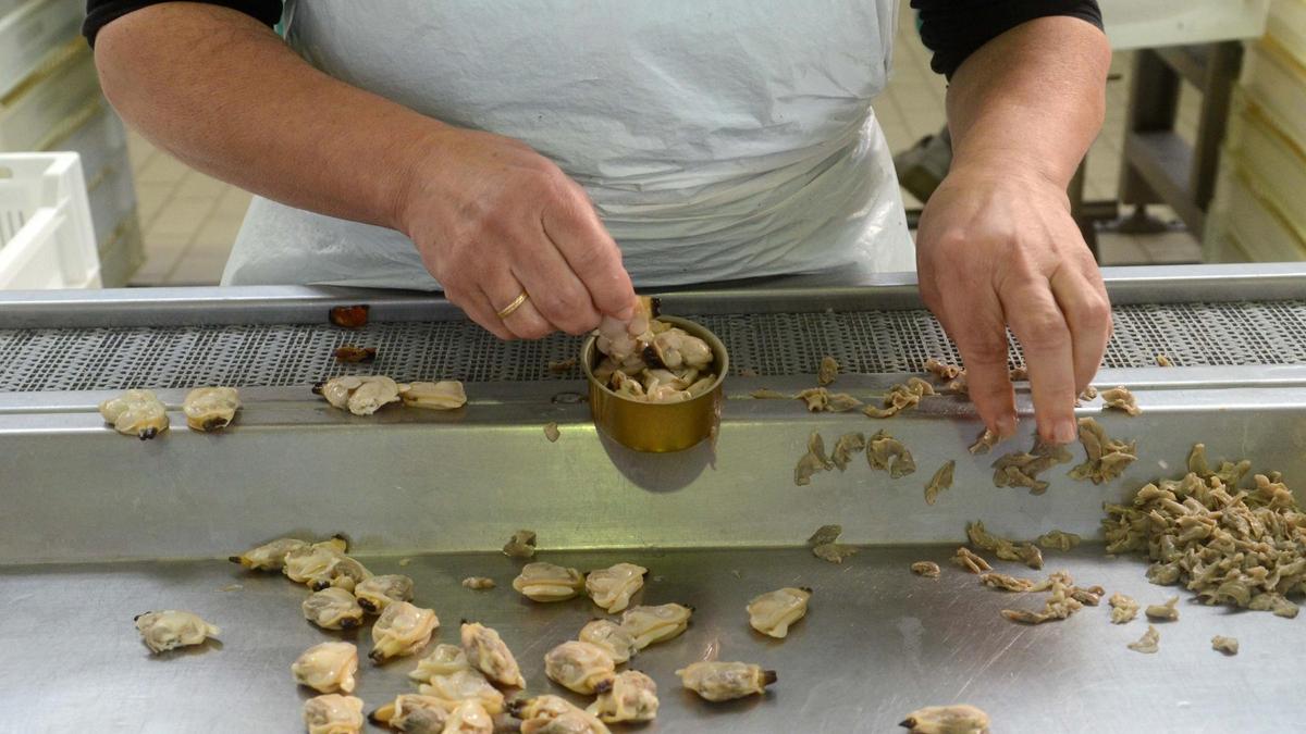 Una trabajadora envasando berberechos en una conservera gallega.