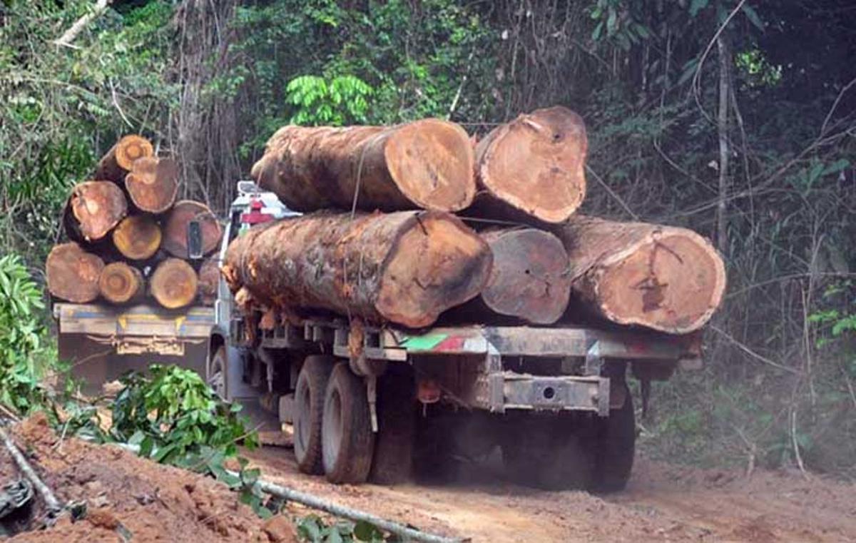 El mundo deforestó el equivalente a toda Suiza en el año de la pandemia