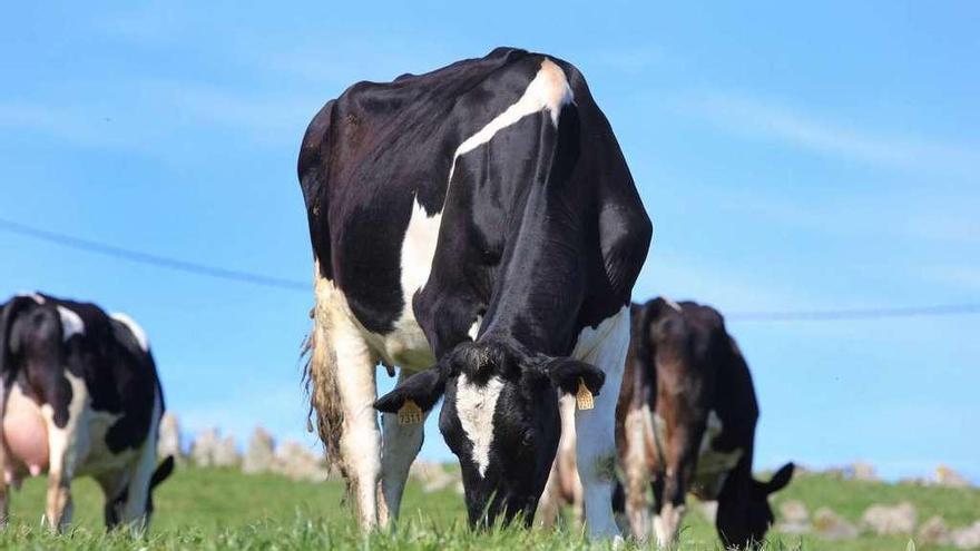 Vacas pastando en una finca de una granja de Rodeiro. // Bernabé/Gutier