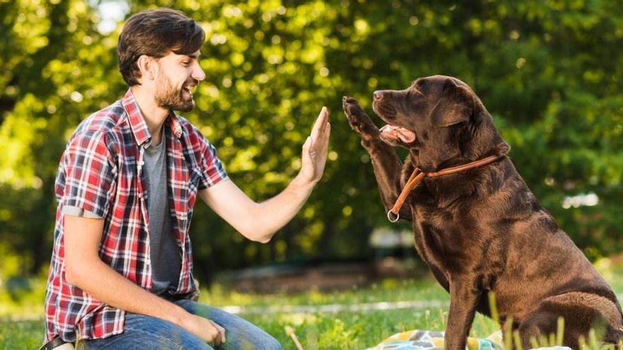 Conet Mascotas crea la primera tarjeta sanitaria para perros