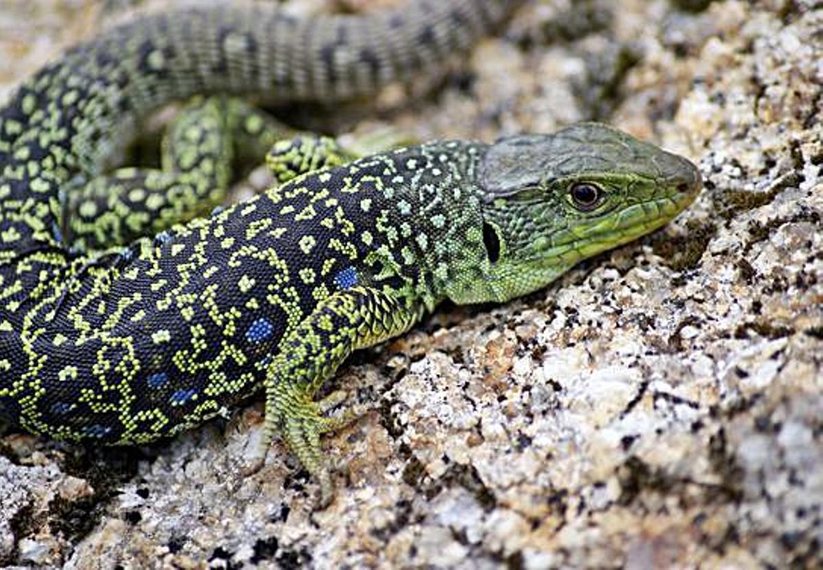 La riqueza natural de A Illa: elaboran un atlas sobre anfibios y reptiles del municipio | 3