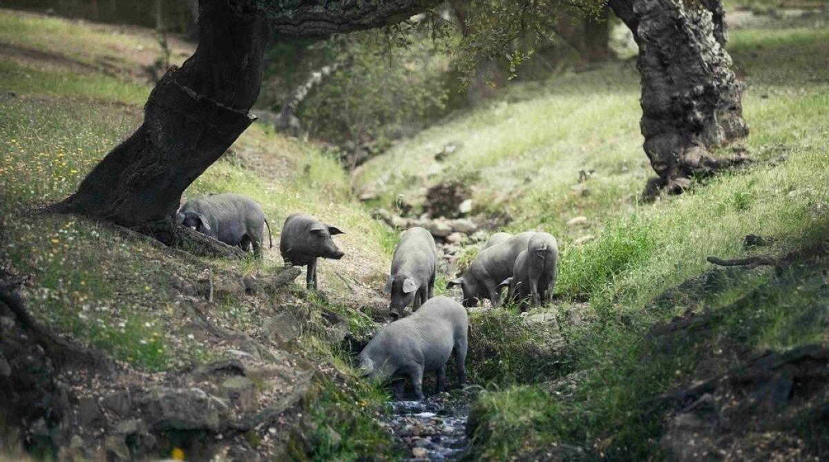 Una piara de cerdos en una dehesa extremeña