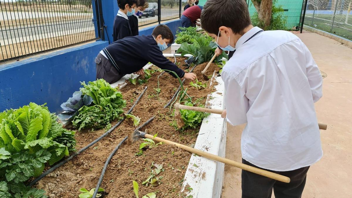 Primeras etapas del huerto escolar