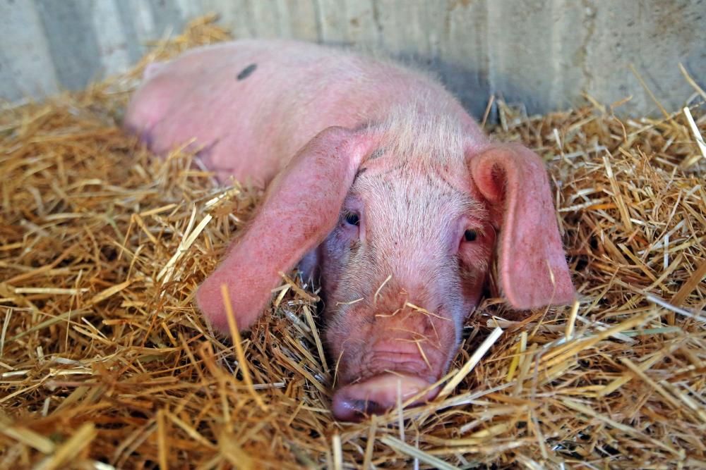"Gastón", el cerdo adoptado de Gondomar