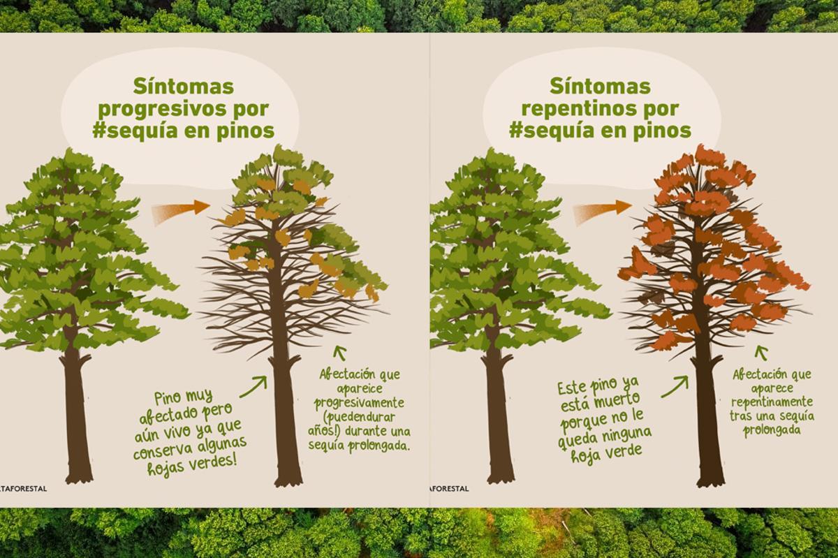 Así afecta la sequía a los pinos