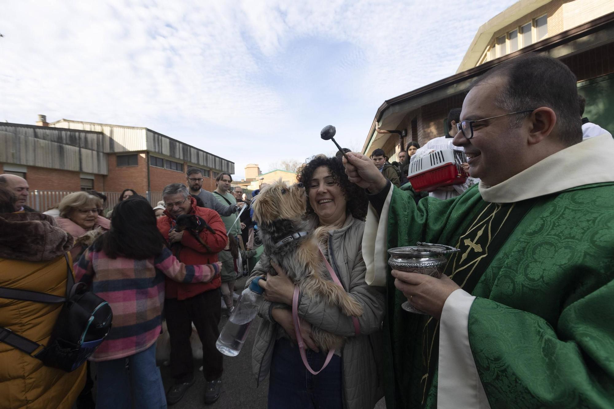 EN IMÁGENES: Así ha celebrado Avilés el día de San Antón junto a sus mascotas