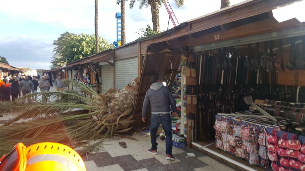 Es el tercer ejemplar de palmera que cae sobre los puestos de artesanía en un mes y los vendedores lamentan la falta de mantenimiento.