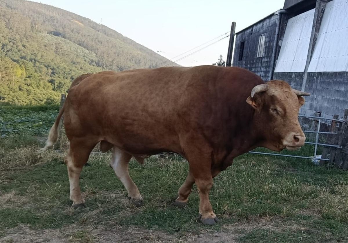 El toro Paquiño