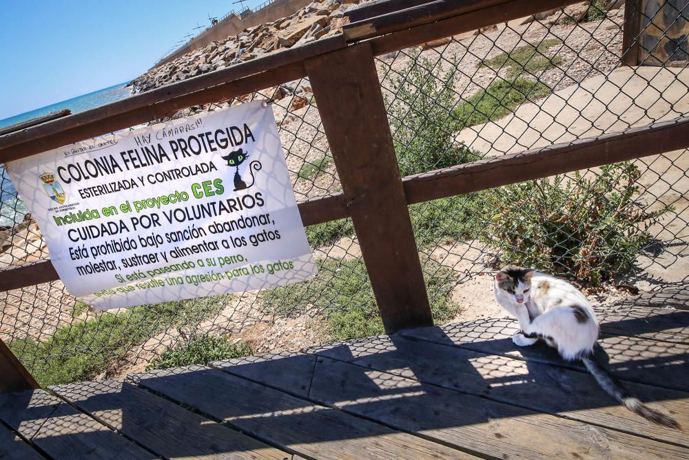 Gatos en Torrevieja