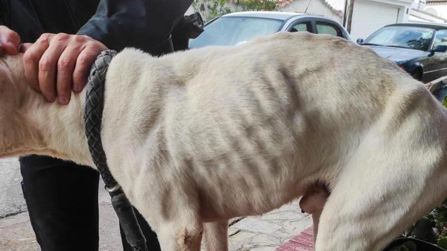 Rescatan en Marbella a un perro que llevaba meses abandonado en un trastero