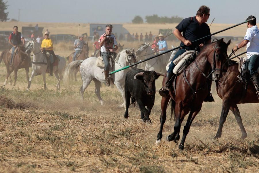 Fiestas en Zamora: Encierro en El Pego