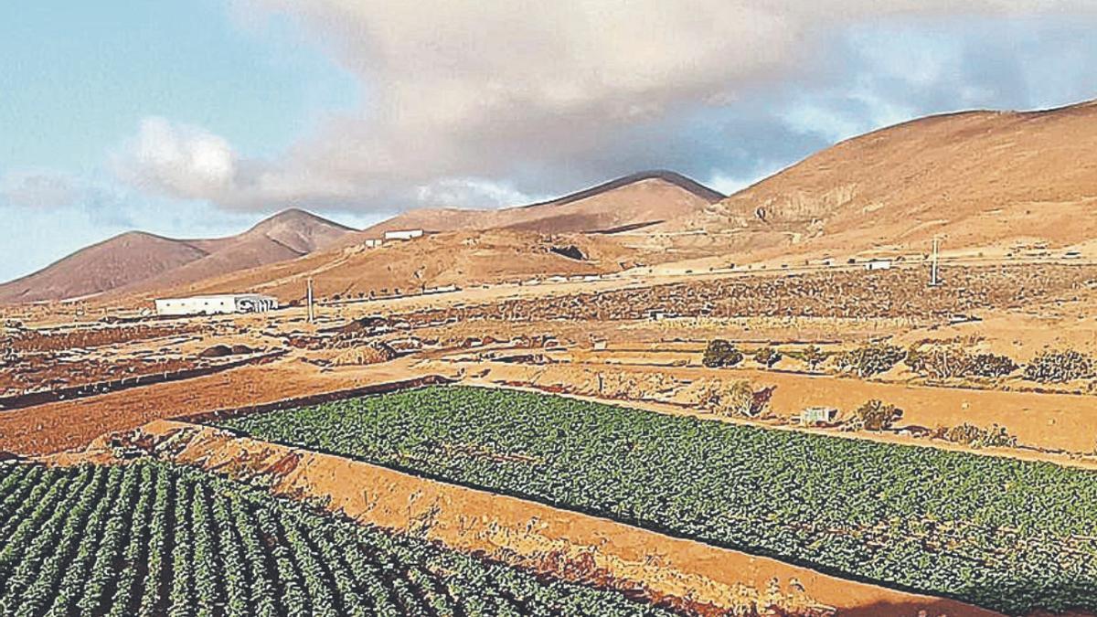 Laderas con cultivos en Tiscamanita después de los trabajos realizados por el Ayuntamiento de Tuineje y el Cabildo de Fuerteventura.