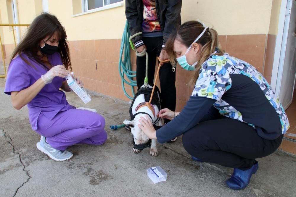 Los ingresos del refugio son destinados a la recuperación y subsistencia de perros y gatos.