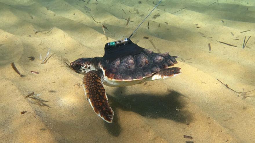 Liberadas 59 tortugas marinas en Málaga, Tarragona e Ibiza