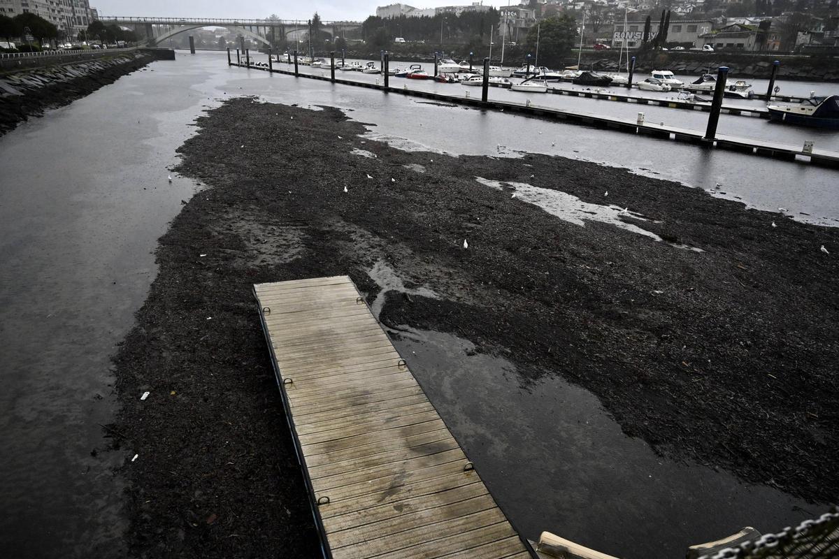 Lodos acumulados en los pantalanes del Club Naval