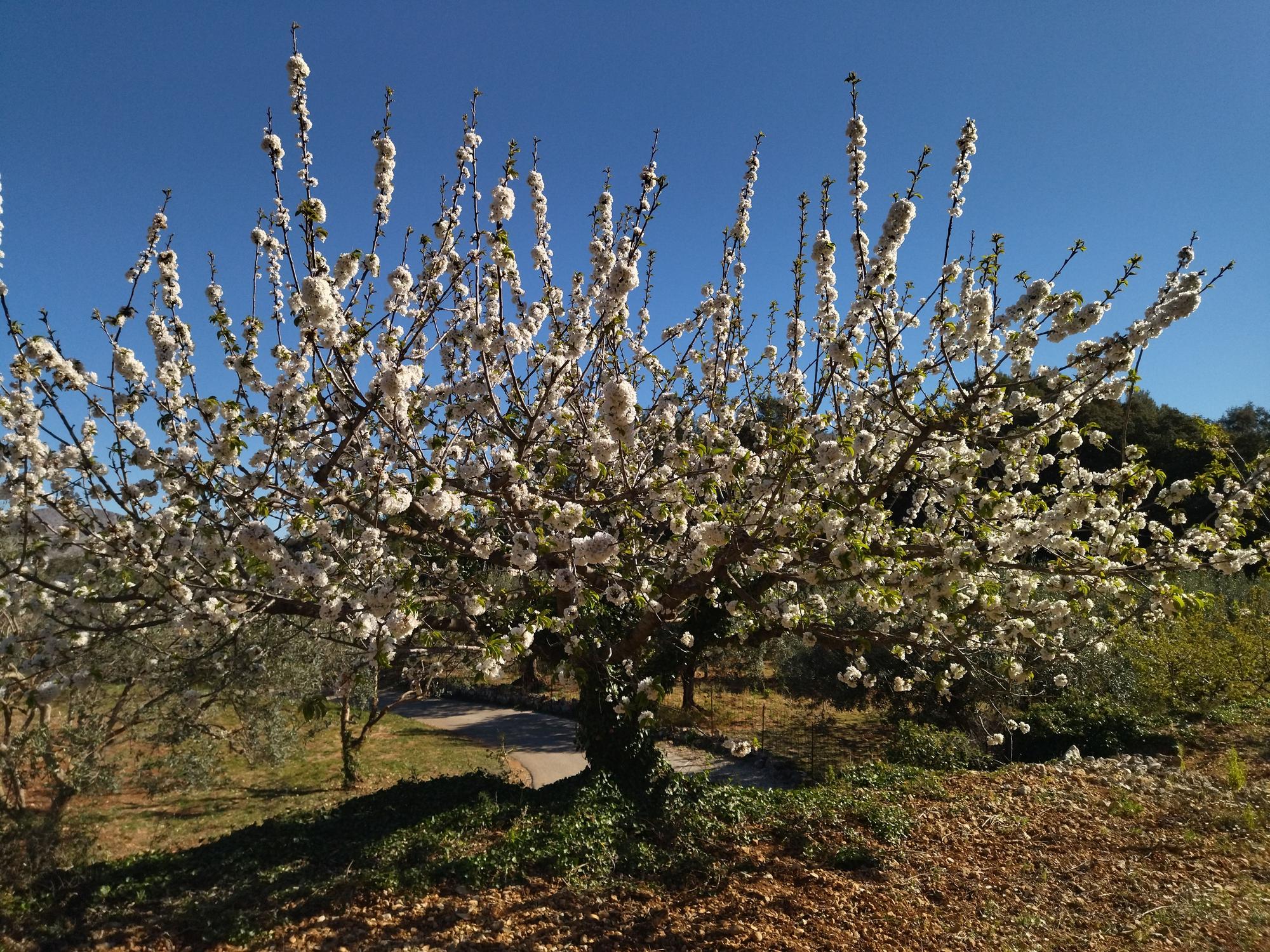 El "Hanami" valenciano: ya florecen los cerezos en la Vall de Laguar