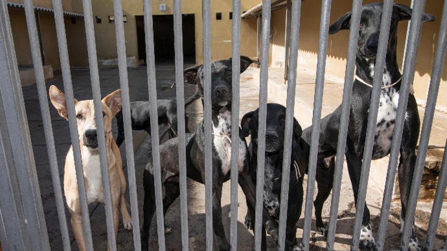 Campaña de esterilización con Fauda.