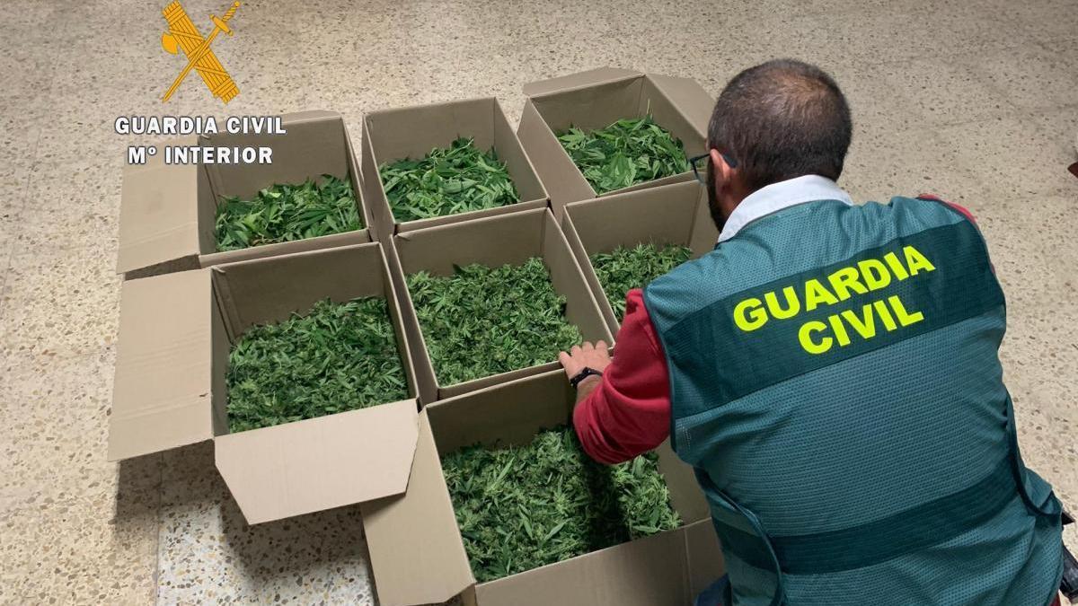 Seis detenidos y cuatro investigados en varias actuaciones en Cáceres por cultivo de marihuana