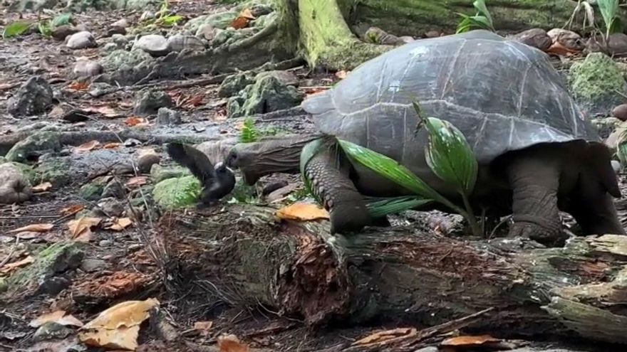 Una tortuga gigante vegetariana ataca y caza una cría de pájaro en las Seychelles