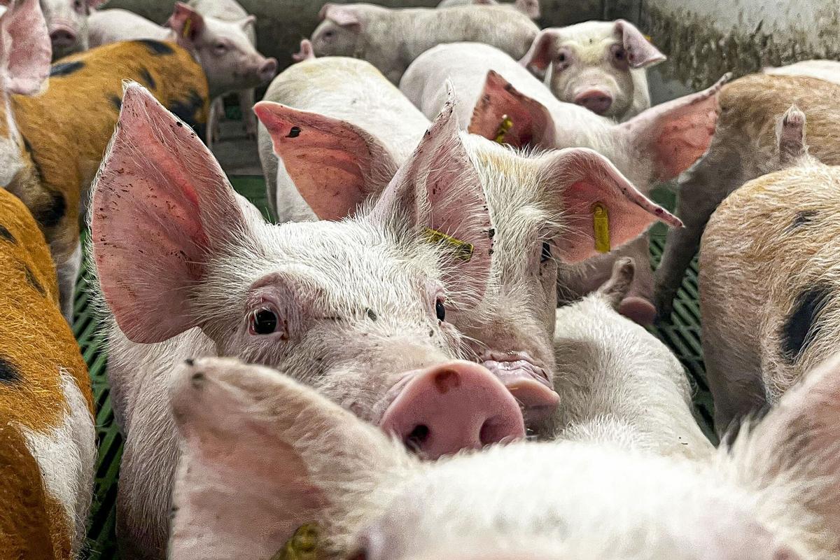 ZARAGOZA 01/12/2025.- Aragón ha reforzado las inspecciones y el control de bioseguridad en las explotaciones porcinas tras los casos de peste porcina africana detectados en Cataluña, aunque continúa sin ningún caso, ni en fincas ganaderas ni en fauna silvestre. Así lo han puesto de manifiesto el consejero de Agricultura, Ganadería y Alimentación, Javier Rincón, y la directora general de Calidad y Seguridad Agroalimentaria, Aitziber Lanzas, tras reunirse con las organizaciones agrarias, Cooperativas Agroalimentarias de Aragón y la Asociación de Alimentos y Bebidas de Aragón para abordar la situación generada en el sector del porcino tras la aparición de casos de gripe aviar en jabalíes del territorio catalán. EFE/JAVIER BELVER