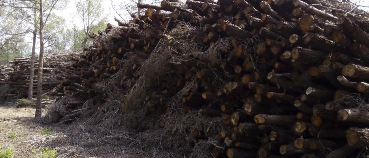 Enguera paraliza la tala de pinos en la Umbría y revisa el plan de gestión de la biomasa