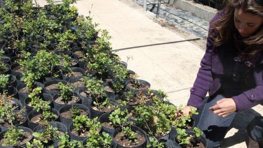 Seis municipios reciben más de 2.000 nuevas plantas para la obtención de trufa negra