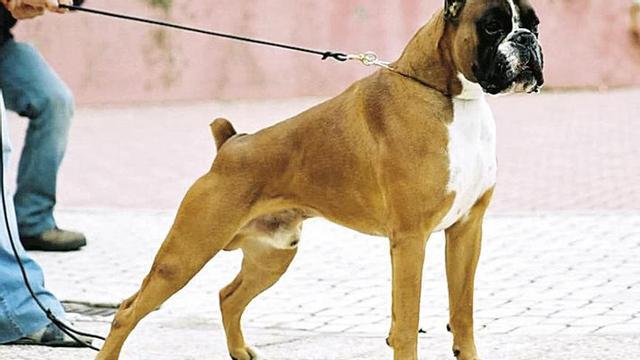 Boxer. // FdV