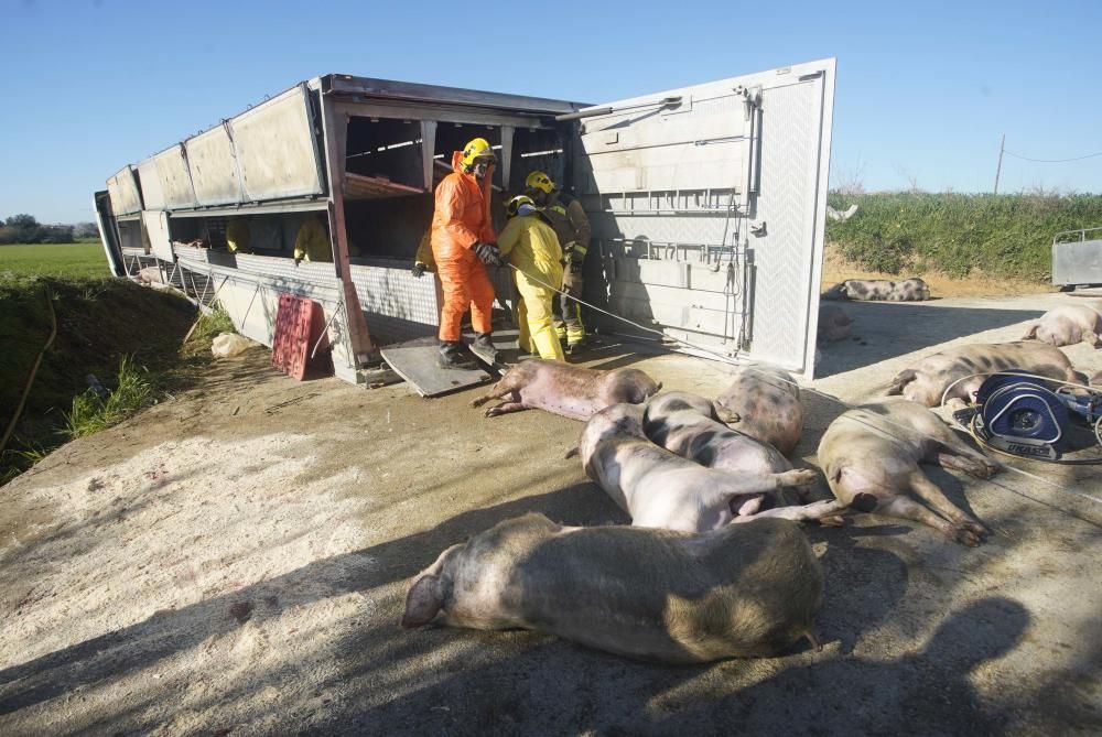 Bolca un camió amb porcs a la Tallada d'Empordà