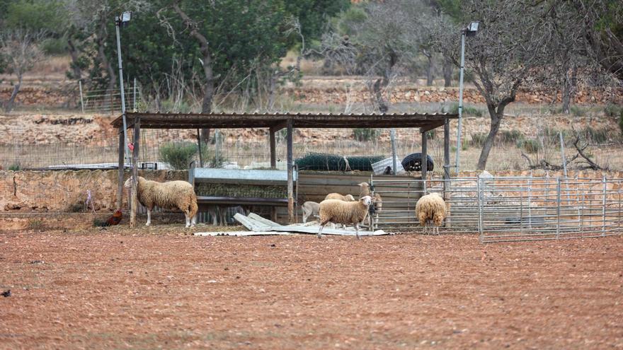 Ovejas en un campo del Camí de sa Vorera arrasado por la sequía