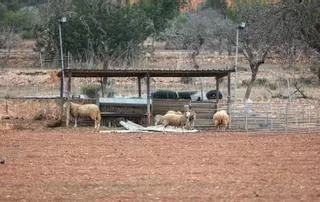Forraje francés y grano brasileño para las ovejas de Ibiza y Formentera por la sequía
