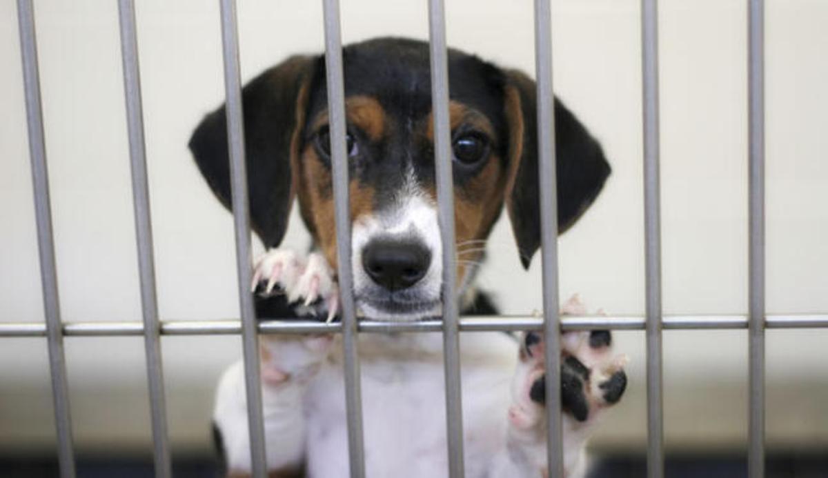 Las mascotas del Zoosanitario podrán ser adoptadas gratis