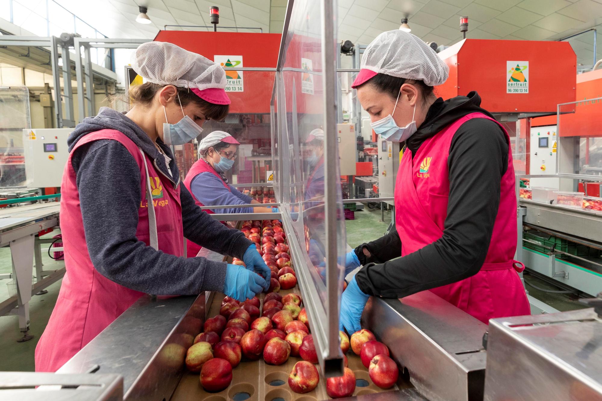 Trabajadoras de una cooperativa agraria de Cieza (Murcia)