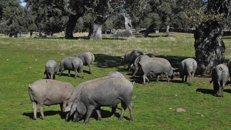 Asaja apunta al vacuno, el ibérico y el vino como los productos más perjudicados por el coronavirus