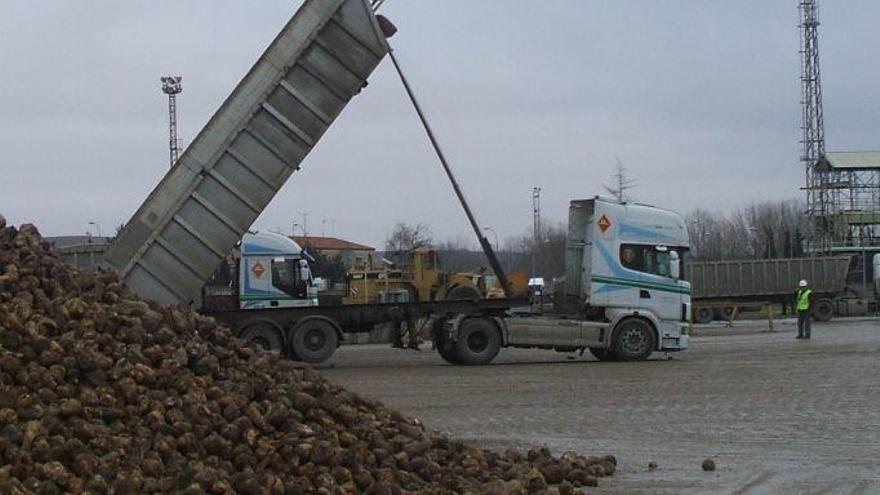 Un cultivador supervisa la descarga de remolacha en la fábrica de Azucarera de Toro.