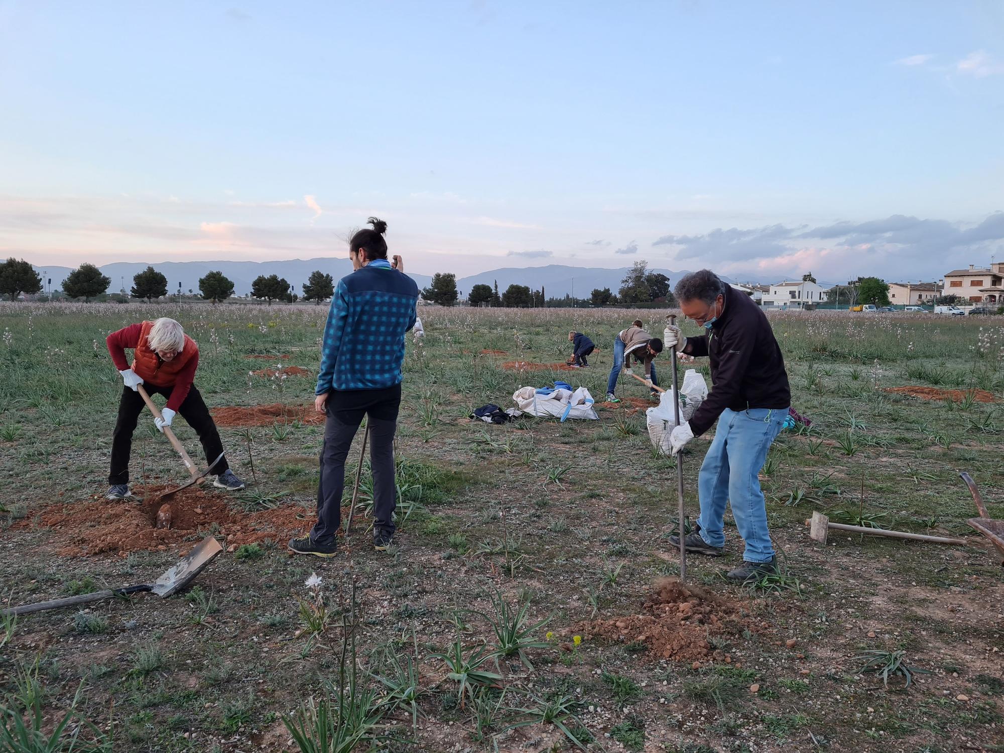 Vecinos de Marratxí plantan pinos en el solar donde Aena proyecta el parque solar