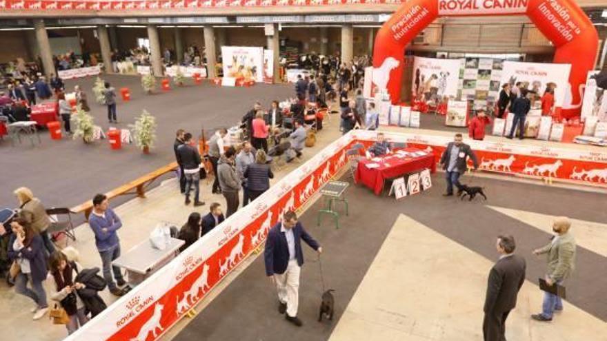 El Palau de Fires de Girona acull una nova edició de l&#039;Expocanina