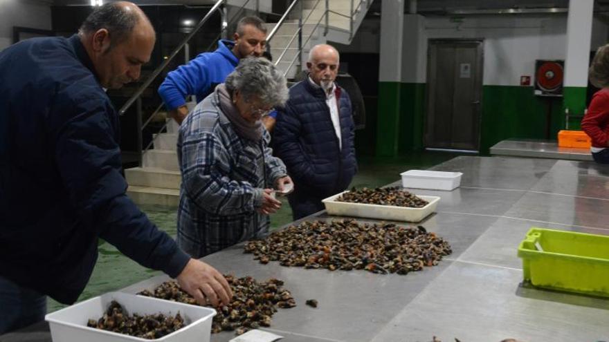 El percebe de la isla de Onza alcanza en la lonja de Bueu los 160 euros el kilo