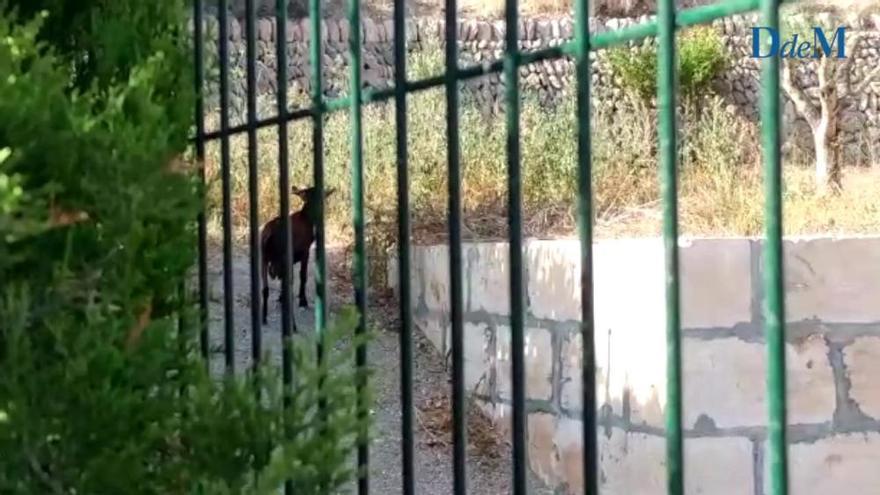 Vecinos de Calvià vila protestan por la presencia de cabras salvajes