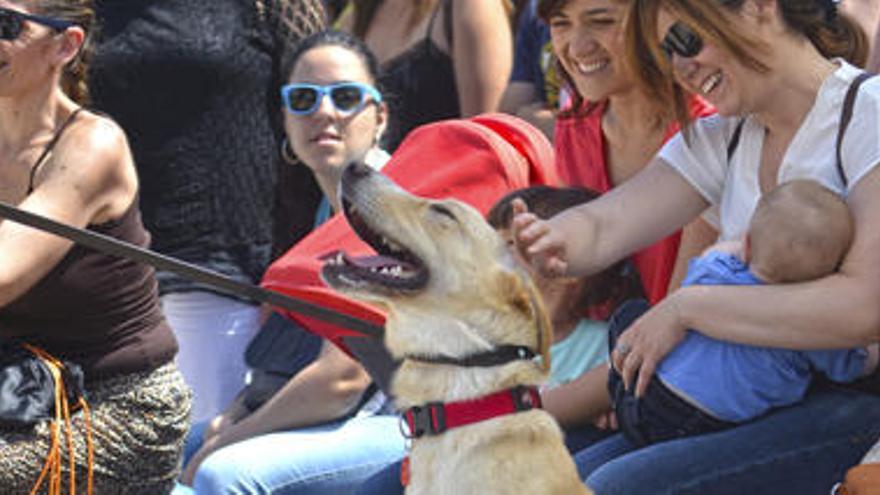 Desfile solidario por los perros sin hogar