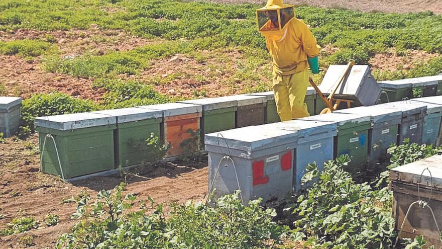 Las lluvias provocan en la Región una mortandad masiva de abejas por inanición