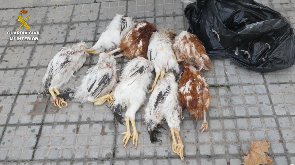 La Guàrdia Civil investiga un veí de Terrassa per sacrificar animals en rituals de santeria