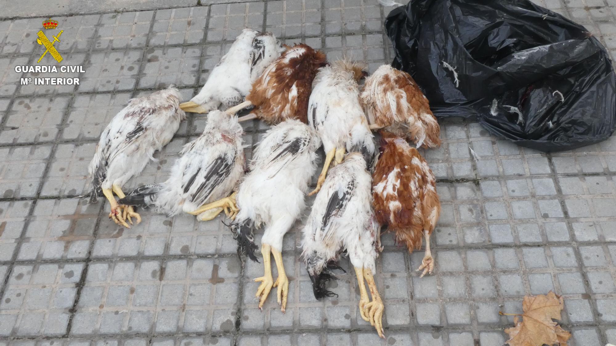 Gallinas utilizadas en los rituales