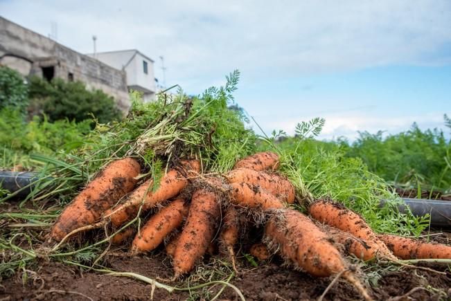 Entrevista al agricultor ecológico José ...