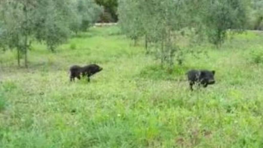 Die Minischweine wurden anscheinend in einem Park in Inca ausgesetzt.