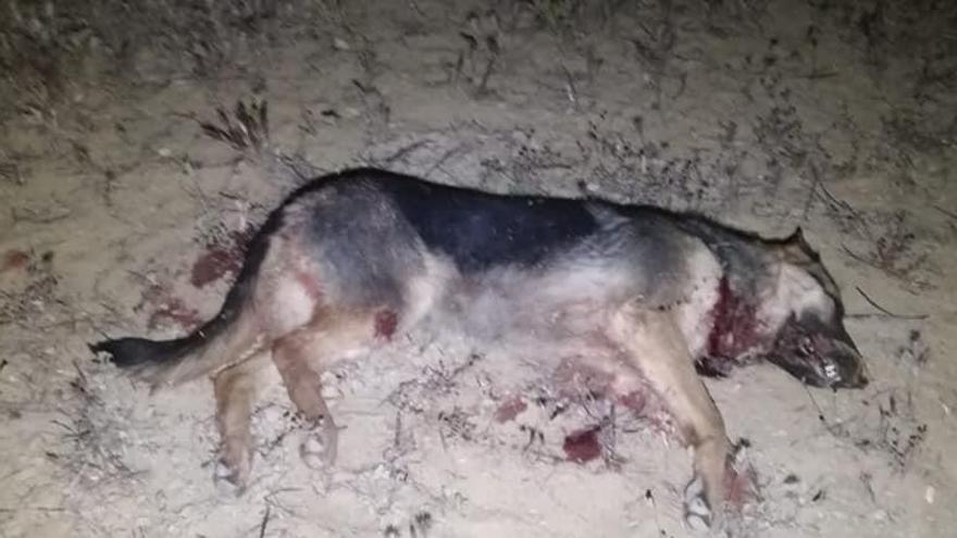 Un home executa una gossa moribunda i abandonada amb dos trets d&#039;escopeta