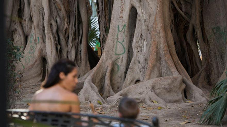 Grafitis en troncos centenarios